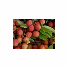 Litchi Seed Extract