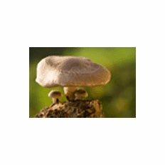 Shiitake Mushroom