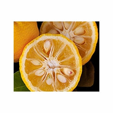 Yuzu Seed Extract